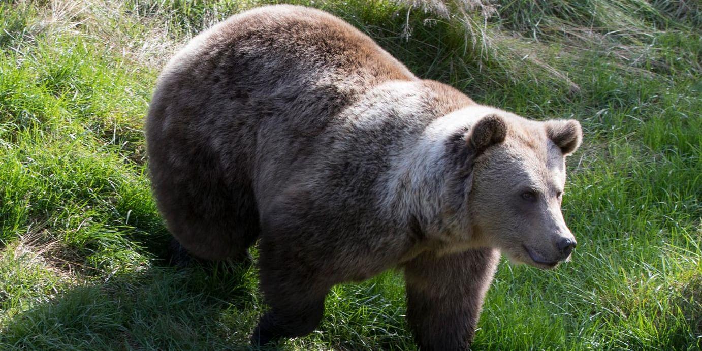 Planerna på att släppa två importerade brunbjörnar fria väcker ilska i sydvästra Frankrike. Arkivbild.