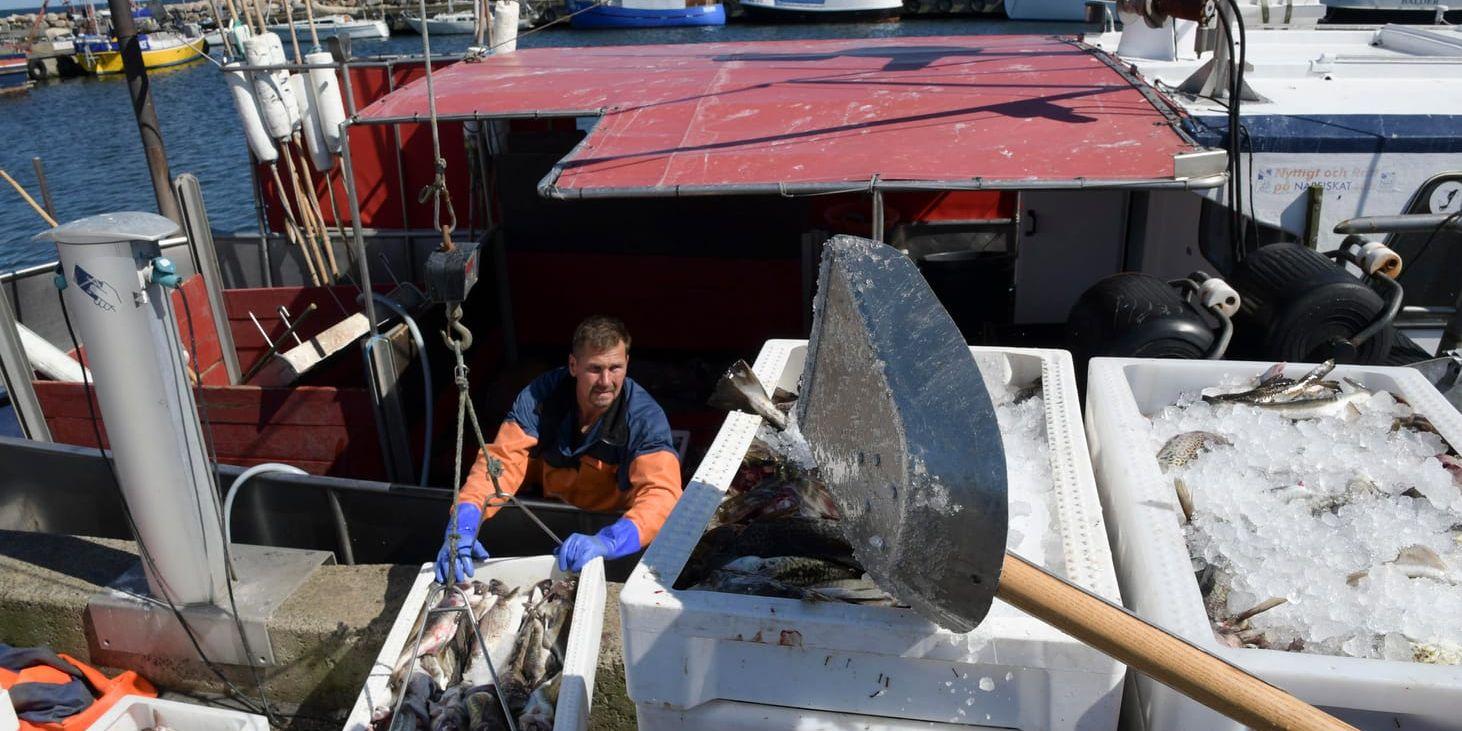 Torsk lossas från en fiskebåt i hamnen i Skillinge. Arkivfoto.