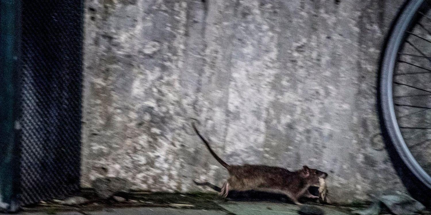 En råtta springer från en soptunna med en bit mat i munnen.