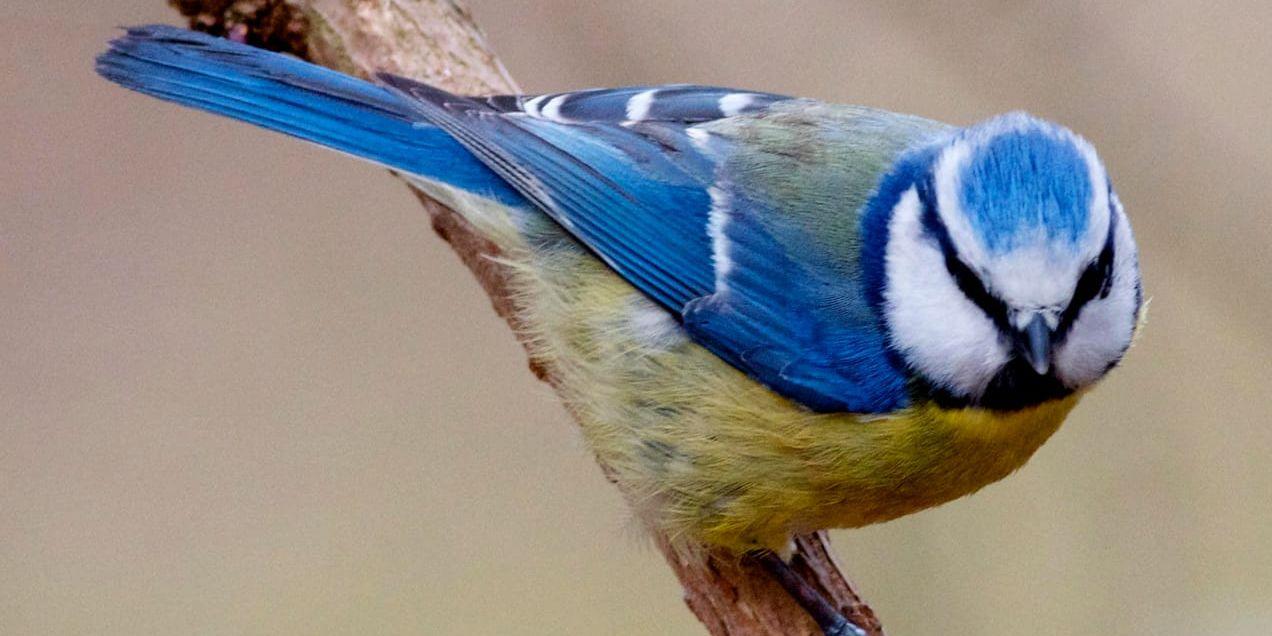 Blåmesens ungar växer långsammare om det är för varmt i fågelholken. Forskarna tror att samma sak även gäller för andra fåglar som häckar i hålor.