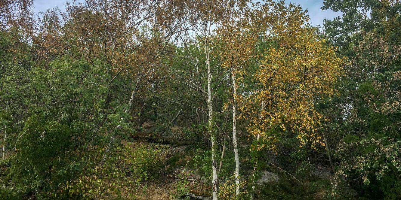 Torkan gör att många träd ligger i riskzonen i våra städer. Bild av en gulnad björk i Västsverige.