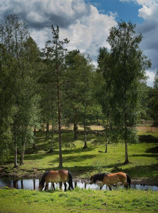 Nordsvenska brukhästar. Bild: Jörgen Alström