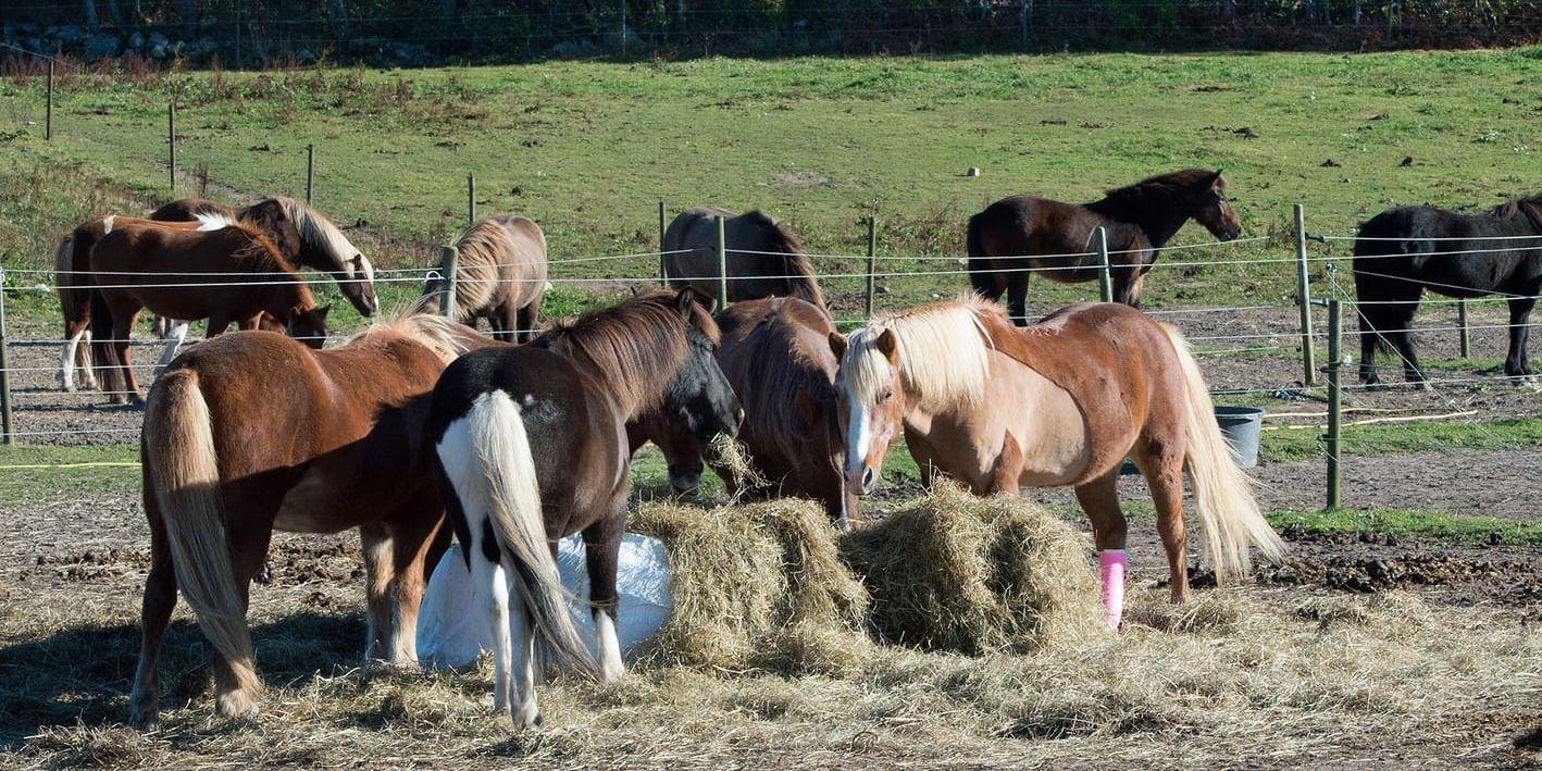 <strong>Län med många djur</strong> Hästar i Halland drabbas hårdare än andra län av kvarka. I länet finns en stor omsättning av hästar, vilka byter ägare eller deltar i tävlingar. Det i sin tur ökar risken för spridning av sjukdomen. Hästarna på bilden är dock fotograferade i ett annat sammanhang.