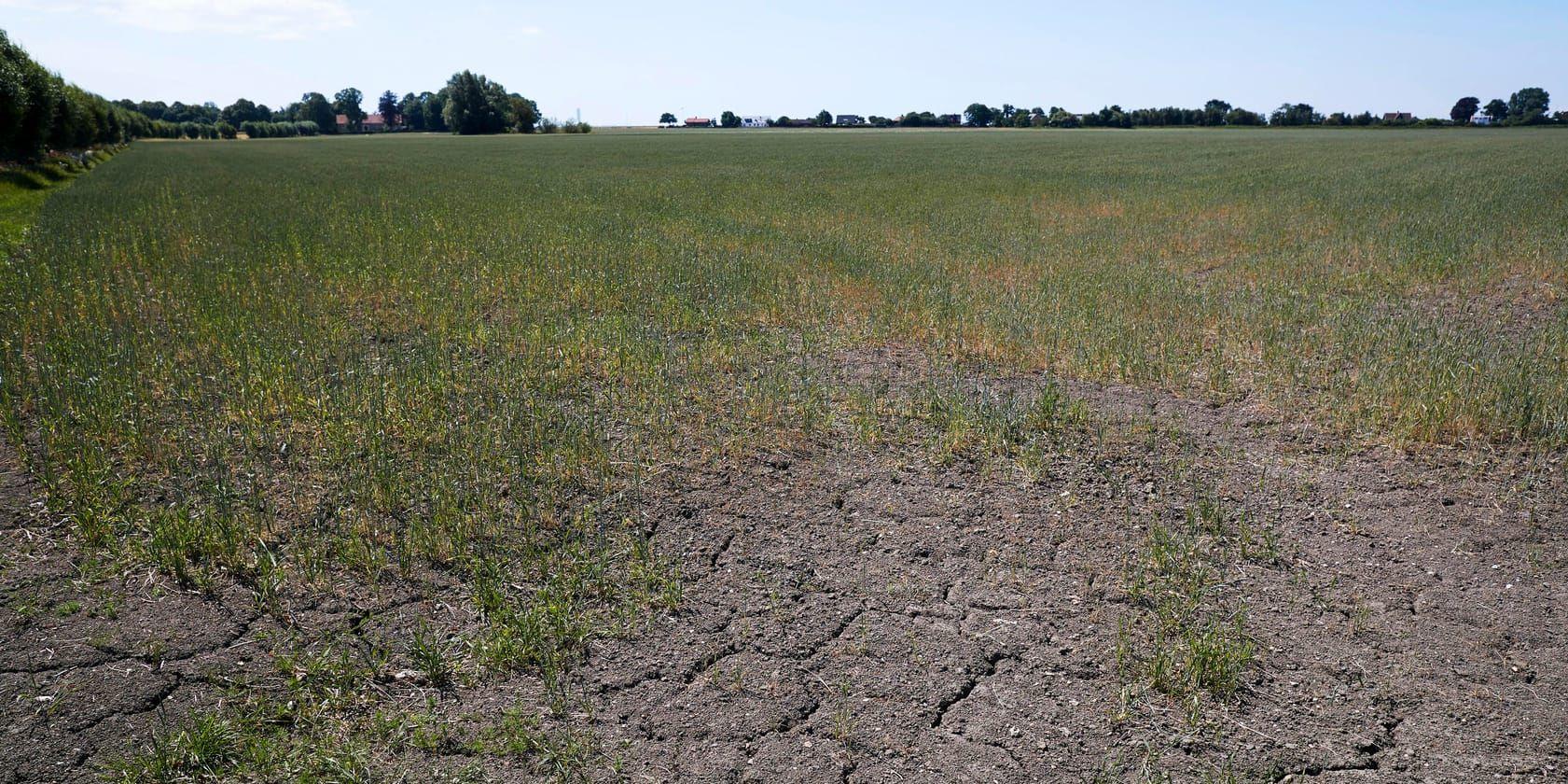 Svenska lantbrukare har drabbats hårt av torkan i år. Arkivbild.