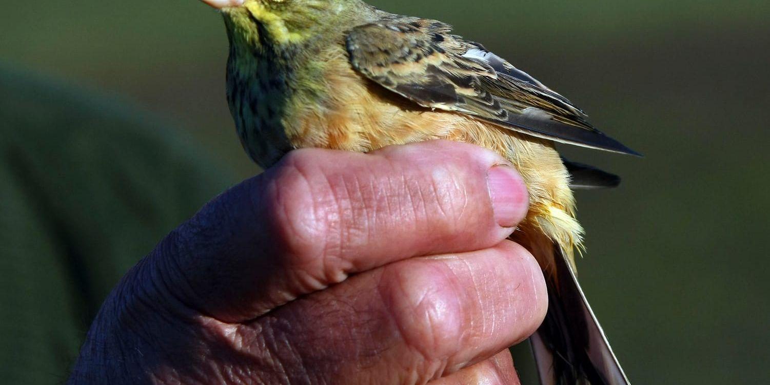 Antalet fåglar på den franska landsbygden minskar kraftigt, larmar forskare. På bilden ortolansparv. Arkivbild.