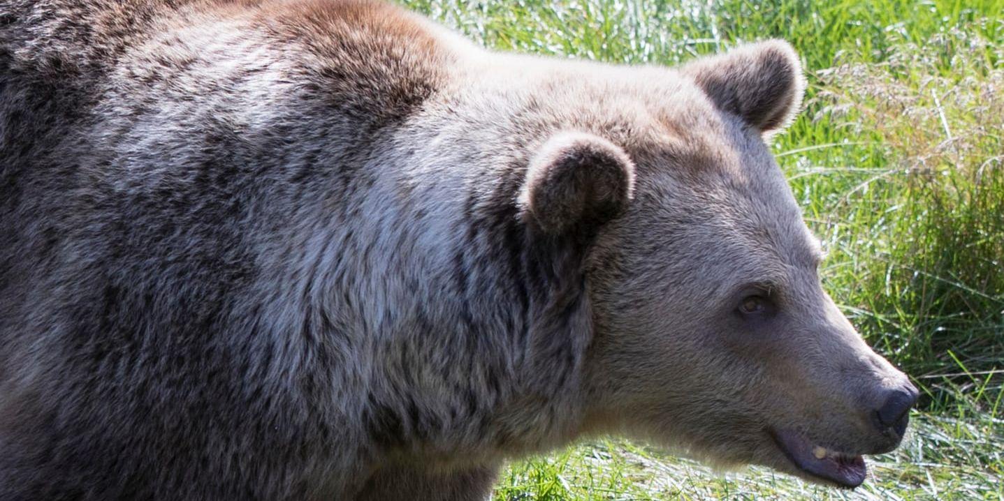 En björn har skjutits utanför Örnsköldsvik. Arkivbild.