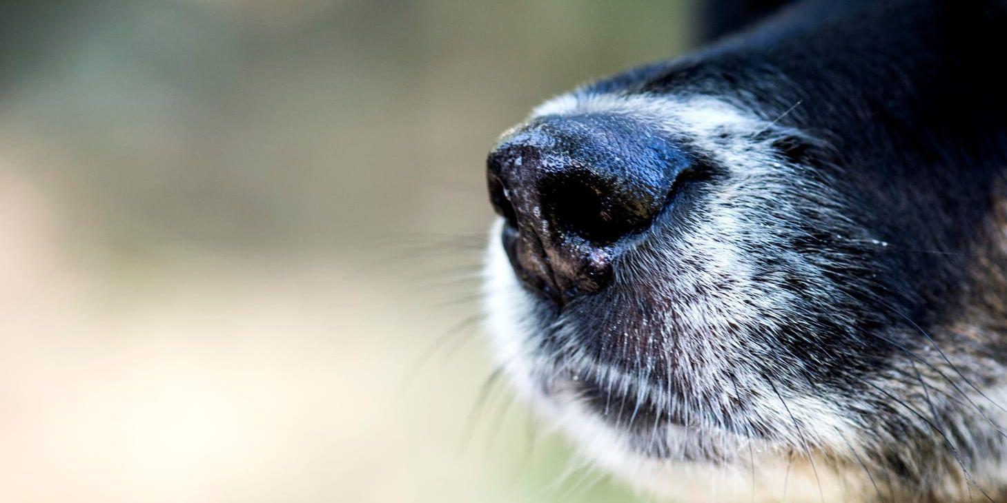 Tolv hundar har omhändertagits av Länsstyrelsen. Arkivbild.