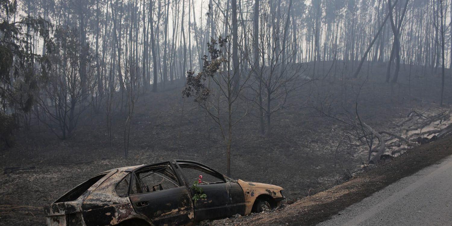 I fjol drabbades Portugal och Spanien svårt av skogsbränder. Flera personer dog i sina bilar när dessa fångades in av lågorna. I år är det däremot långt färre bränder än normalt i de båda länderna.