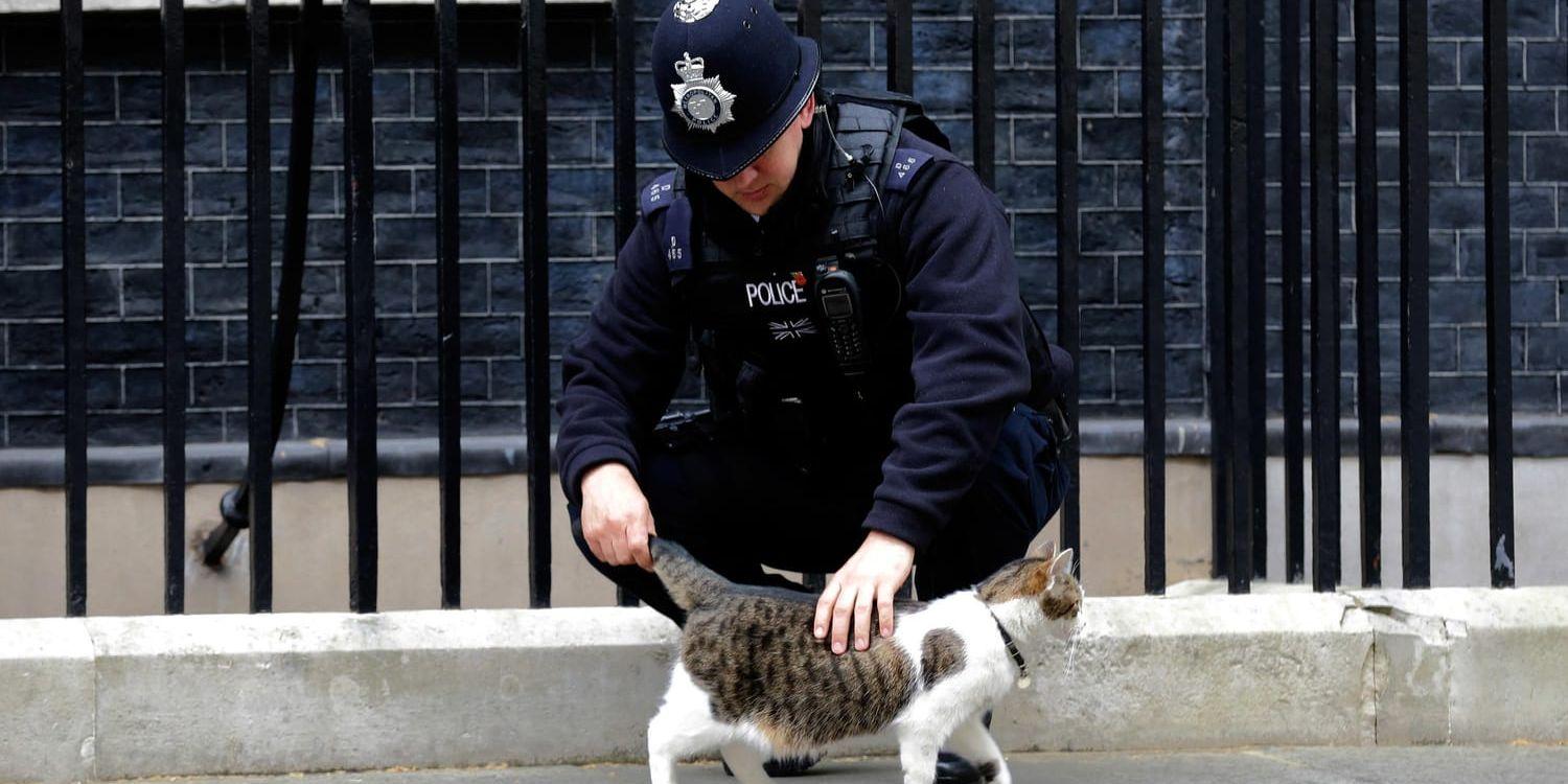 Polisen har löst mysteriet kring kattmördaren i stadsdelen Croydon. På bilden katten Larry som bor på premiärministerns kansli och residens 10 Downing Street i London. Arkivbild.