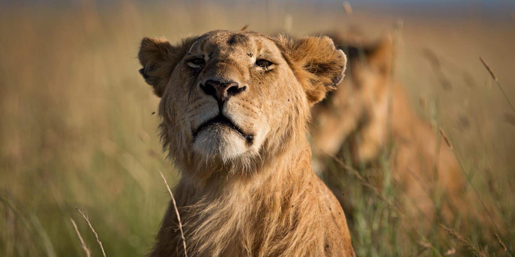 i sin miljö. Lejon på savannen i nationalparken Masai Mara, Kenya. Djur ska vara fria, menar skribenterna.
