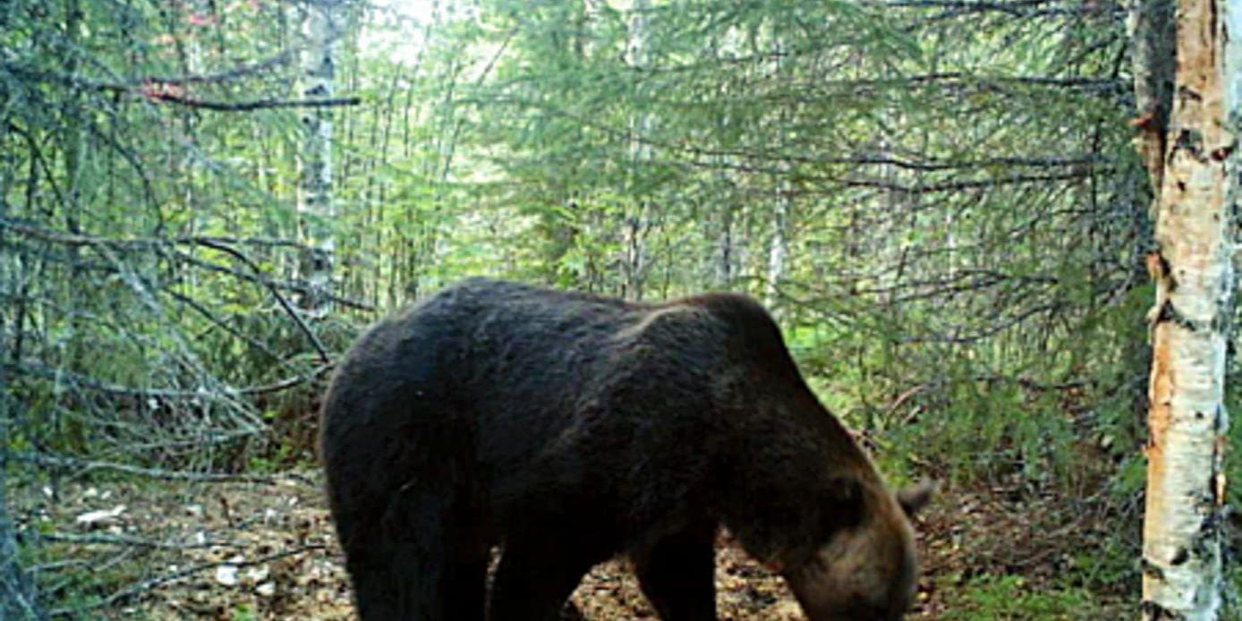 Jägareförbundet i Dalarna vill skjuta fler björnar. Arkivbild.