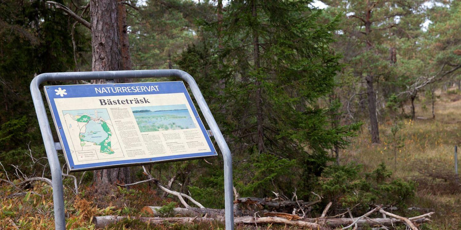 Ingen mer stenbrytning i Ojnareskogen på norra Gotland. Arkivbild.