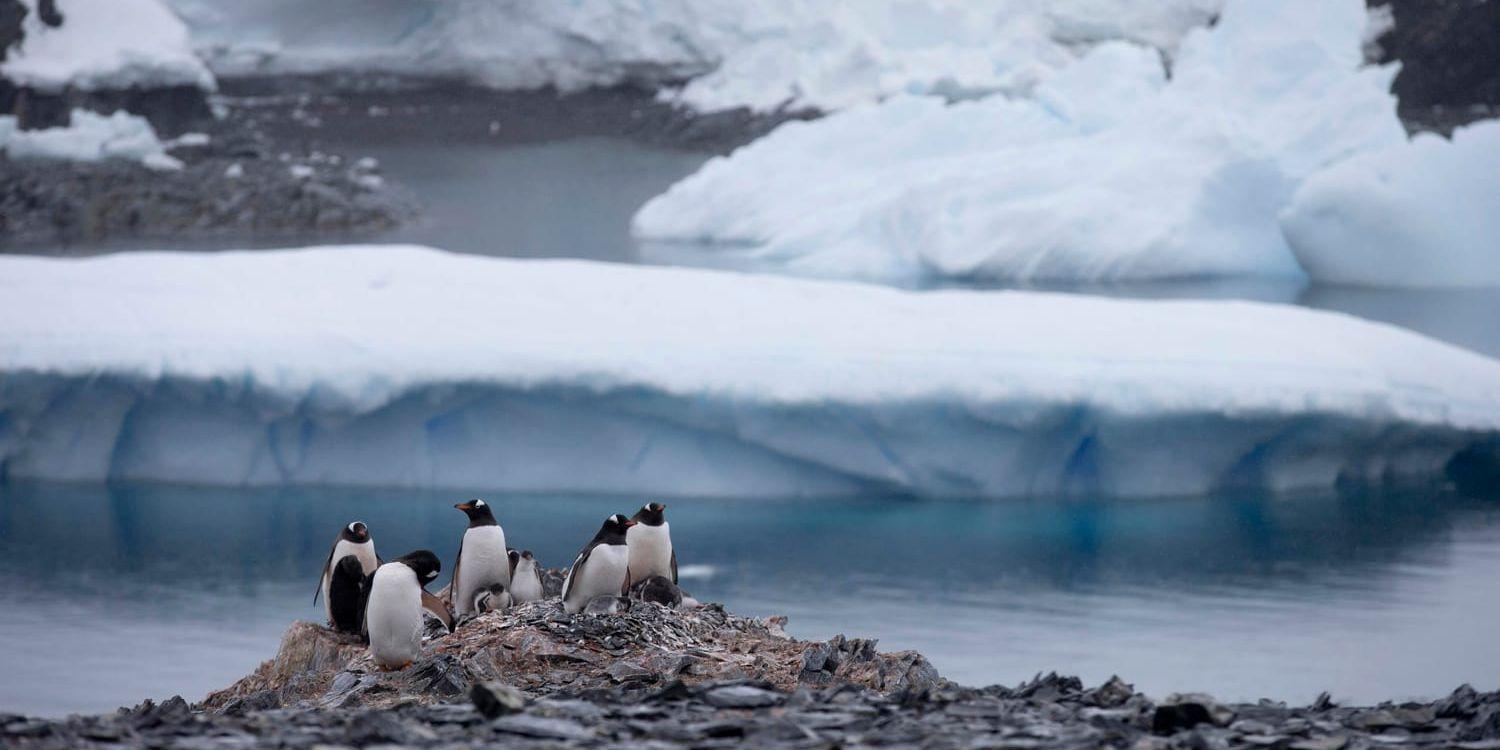 En grupp åsnepingviner på Antarktiska halvön.