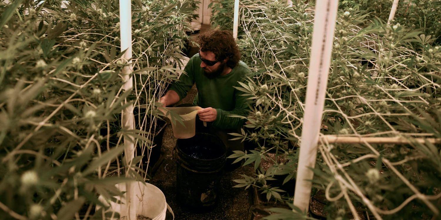 En cannabisodling i Uruguay, ett av de första länderna som tagit bort förbud mot de droger man kan utvinna ur växten. Snart följer Kanada efter.
