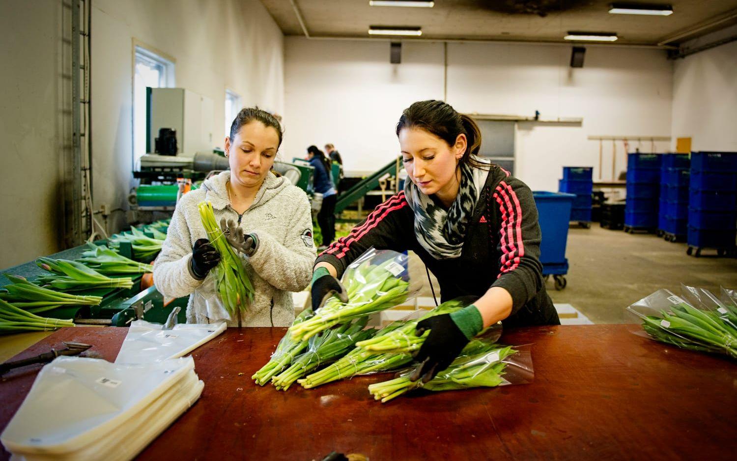 Paulina Ochel och Julia Lennartsson förpackar tulpanerna innan de skickas till grossist.