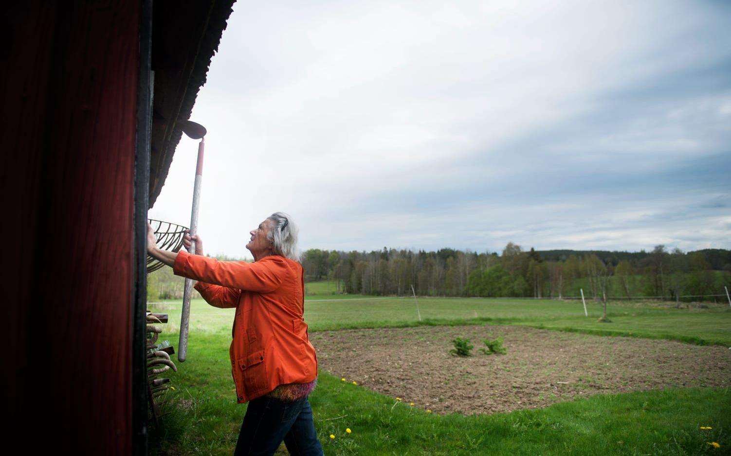 Egna grödor. I bakgrunden syns Lindas land, där hon bland annat odlar potatis, morötter, kål, betor och palsternackor. Bild: Lina Salomonsson