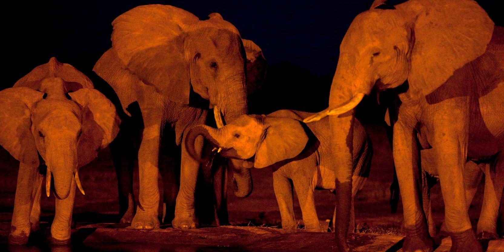 Elefanter utbyter information med mullrande läten. Precis som människor väntar de på sin tur när de konverserar med varandra. Djuren på bilden hör hemma i nationalparken Tsavo i Kenya.