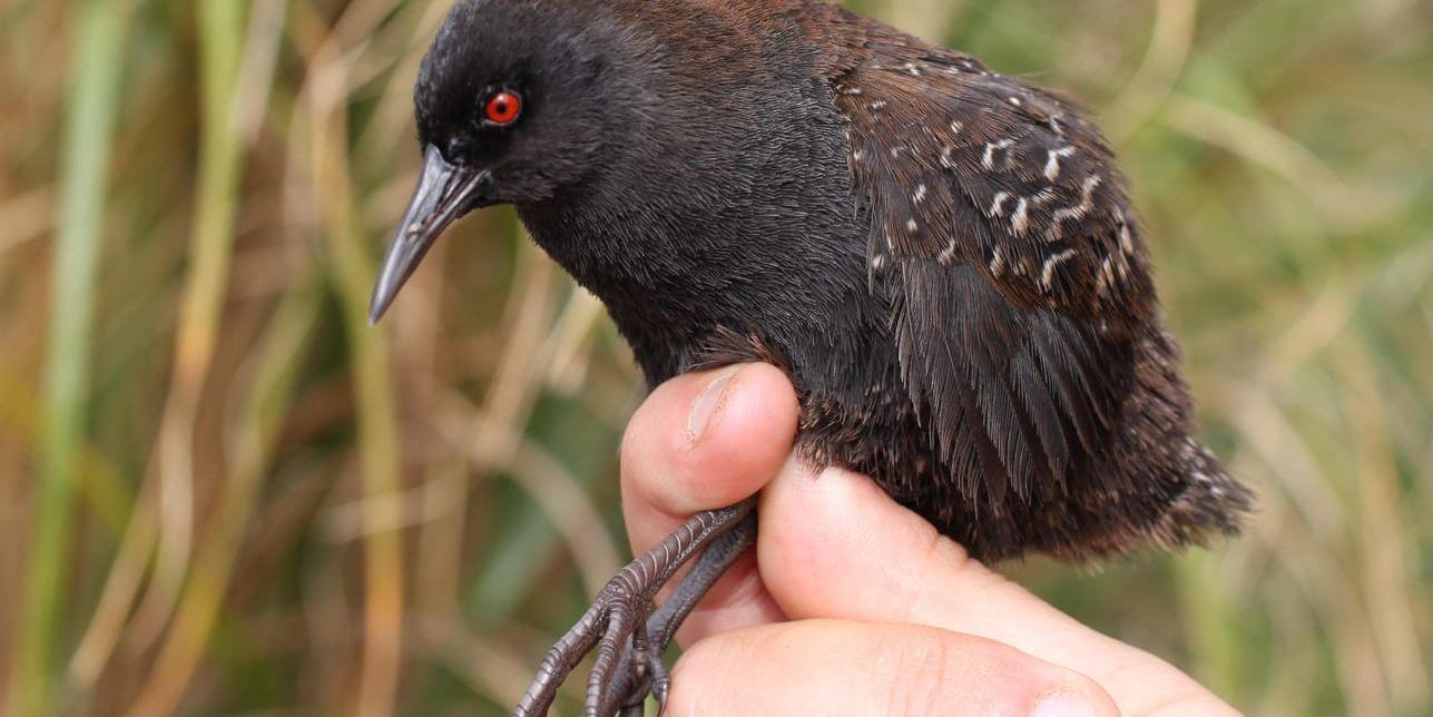 Atlantrallen (Atlantisia rogersi) är världens minsta fågel utan flygförmåga. Den finns bara på Inaccessible Island i Sydatlanten.