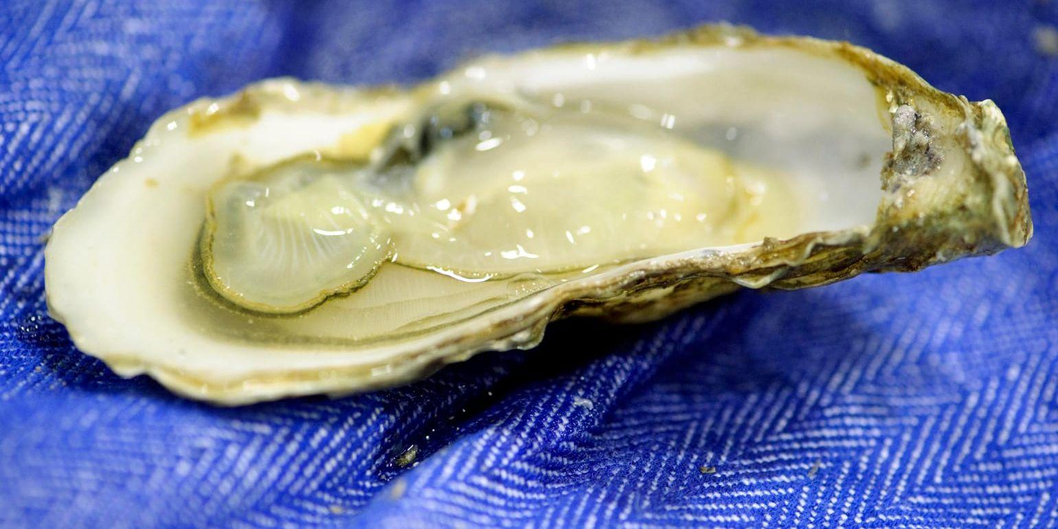 En leverans med ostron som innehöll ett virus som orsakar vinterkräksjuka har upptäckts. Arkivbild.