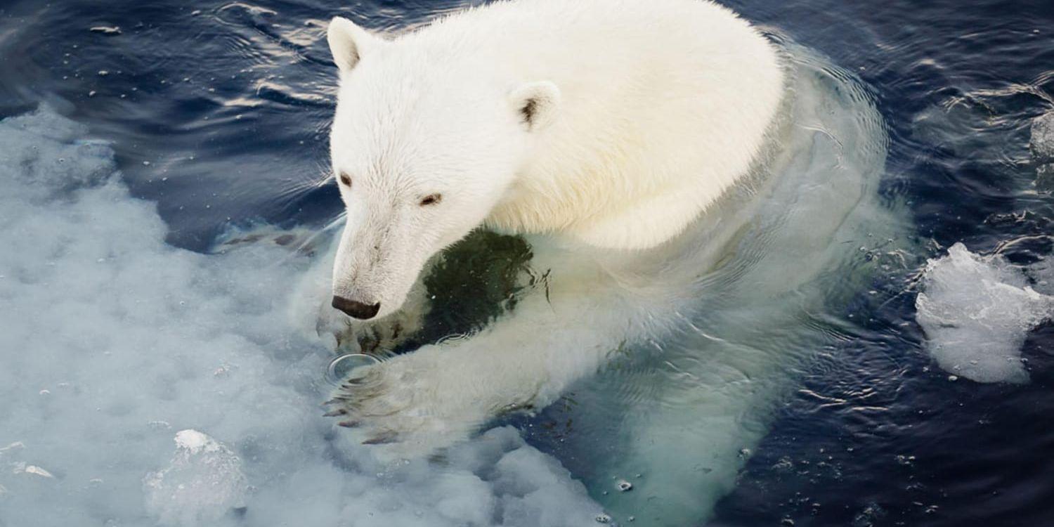 Efter sin flykt från matförrådet rapporteras björnen ha hoppat i vattnet och simmat iväg. På bilden en annan isbjörn på Svalbard. Arkivbild.