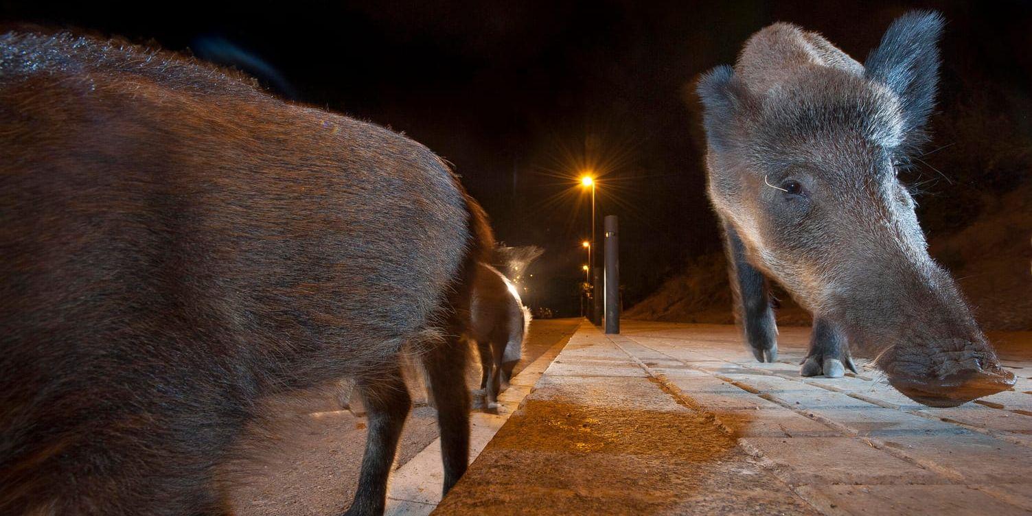 Vildsvin söker föda på gatorna inne i Barcelona i Spanien. Vildsvinet hör till de djurarter som blir helt nattaktiva i områden med mänskliga störningar.