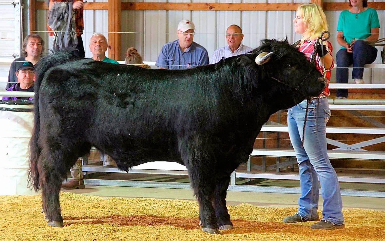 Prisad tjur. Caroline visar upp tjuren Aonghas of Dundonald i ringen på Centerville Fair, Michigan. Han utses till champion i klassen Grand Champion junior bull.