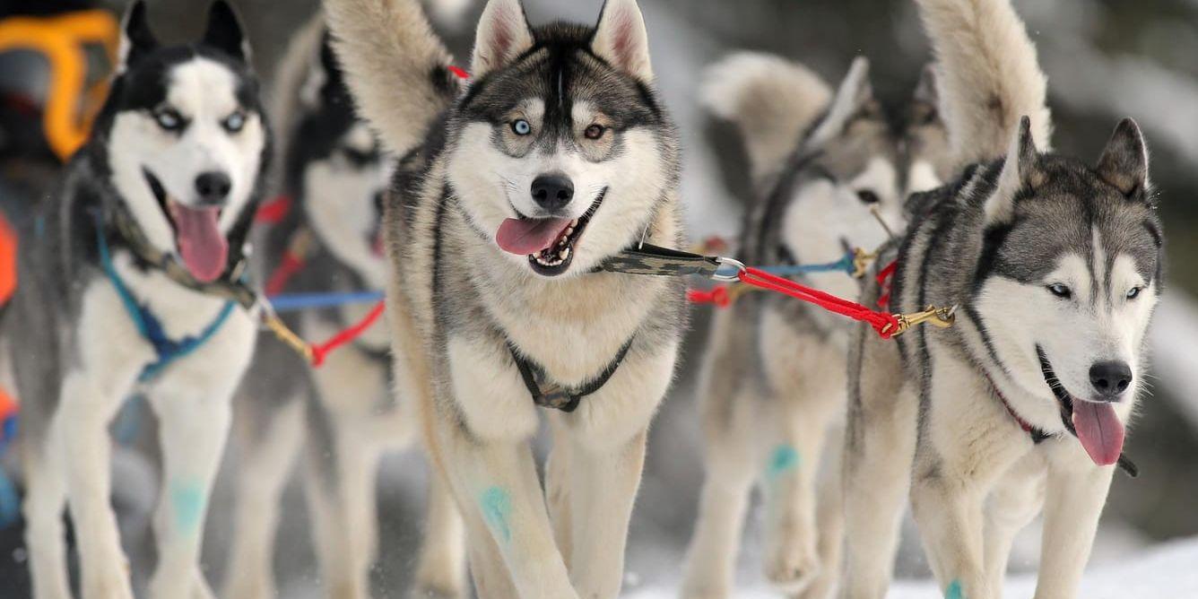 Över 50 draghundar ska säljas enligt ett beslut av Länsstyrelsen i Norrbotten. Hundarna på bilden är inte de som artikeln handlar om. Arkivbild.