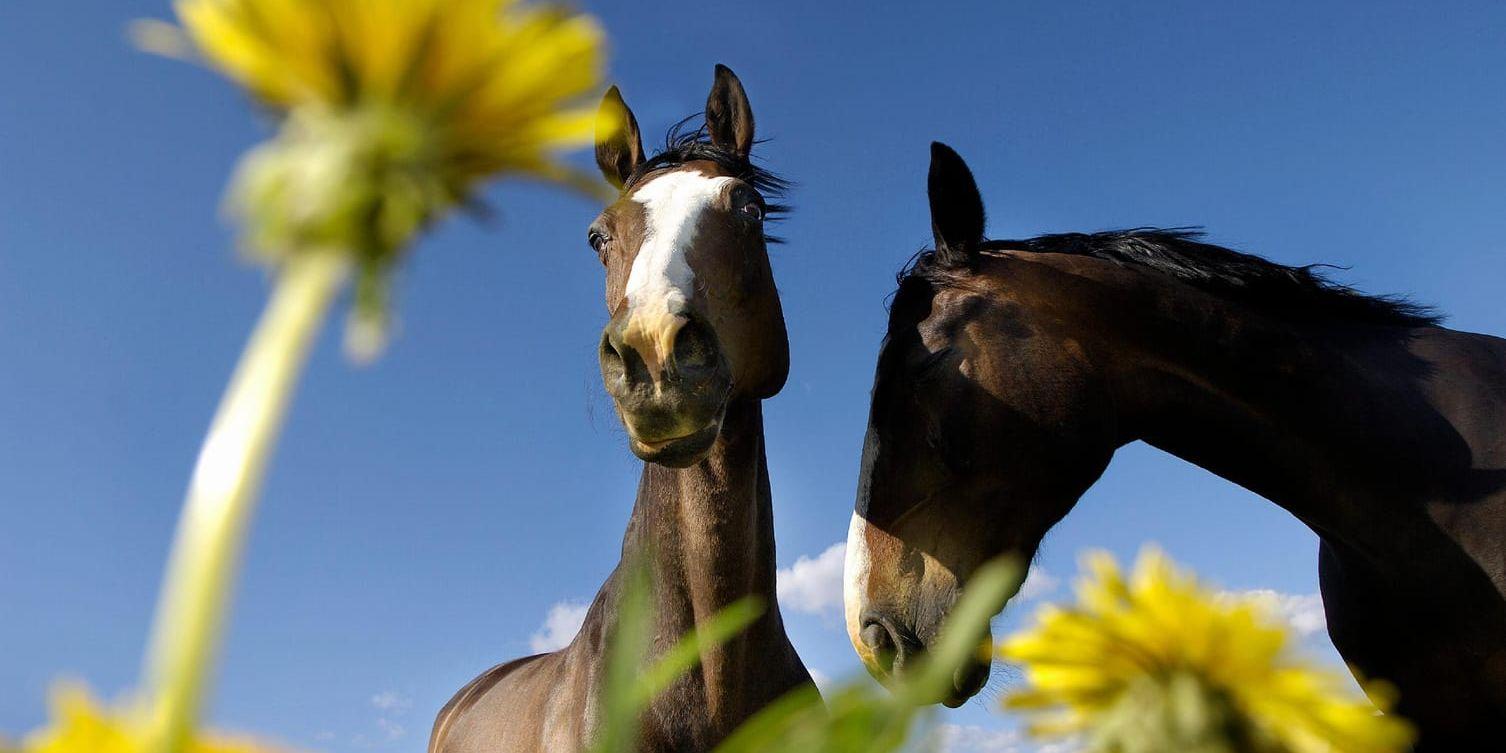 Tillsammans. Sällskap är viktigt, för hästar – och för människor, menar skribenten.