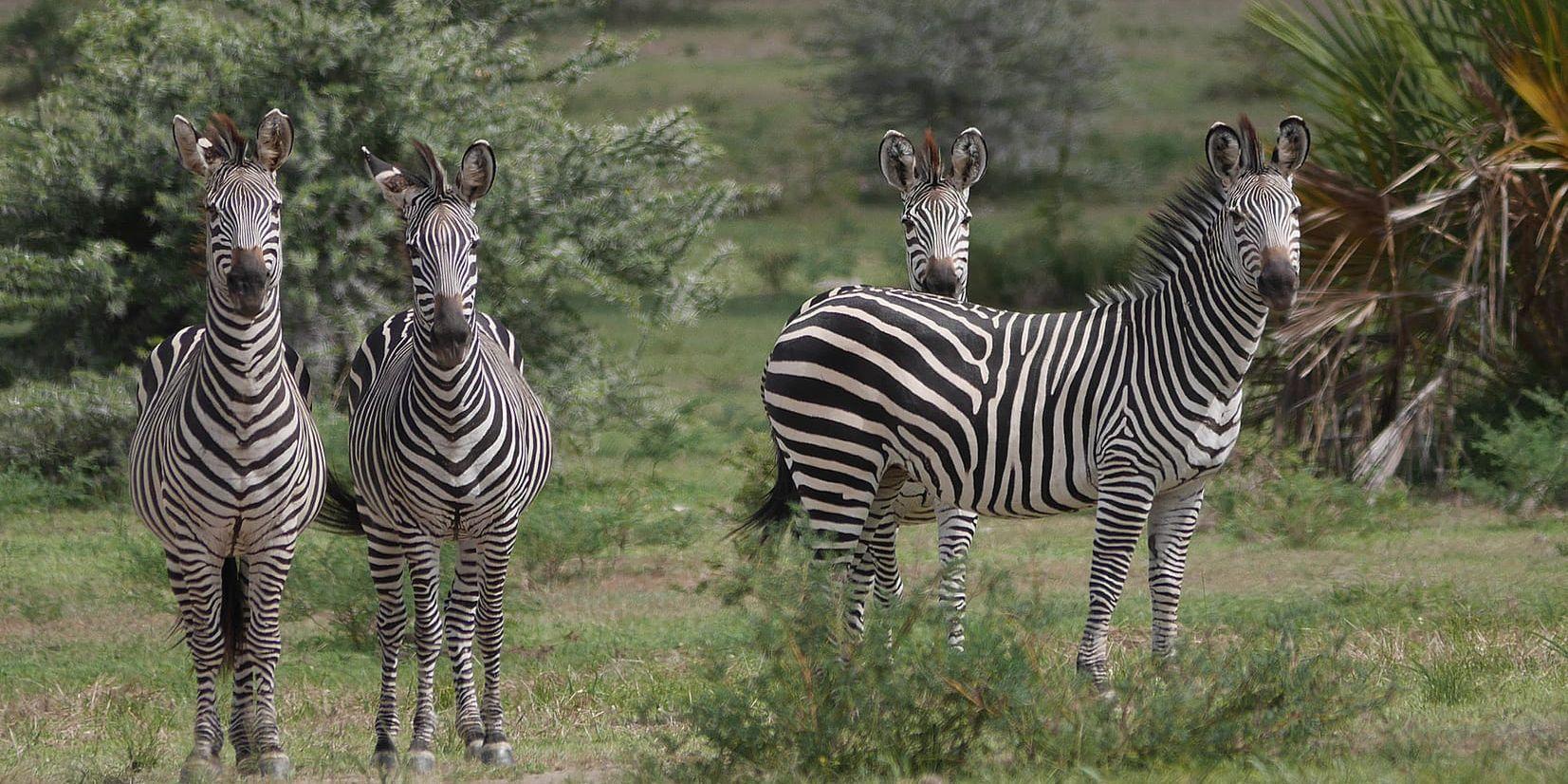 Zebror i viltreservatet Selous i södra Tanzania. De har länge klassificerats tillsammans med zebror från östra Zambia och Malawi, men enligt en ny studie tillhör de en egen, separat underart.