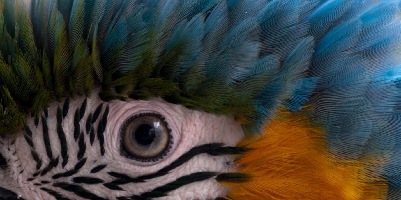 50 papegojor av arten spixara kommer att släppas ut i Brasiliens regnskog. Bilden föreställer en venezuelansk arapapegoja. Arkivbild.