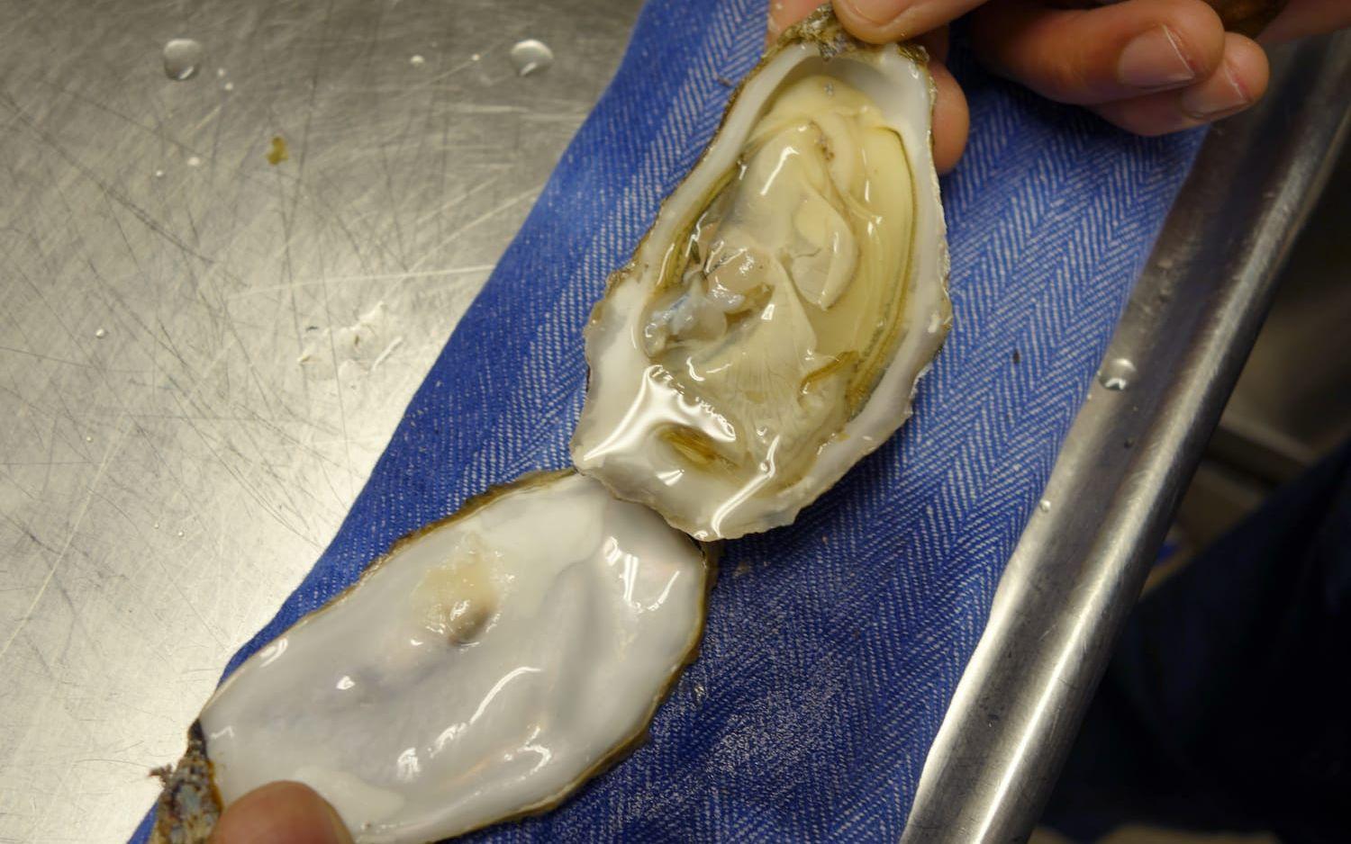Perfekt! När man som Russell Dreyer vet hur man öppnar ett ostron rätt skall det övre platta skalet vara helt rent när ostronet öppnas upp.