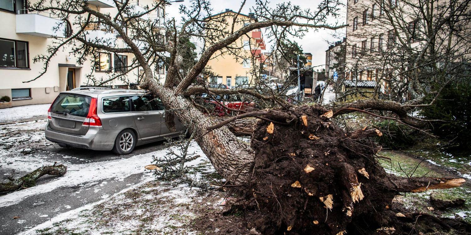 Stormen Alfrida orsakade stora problem och störningar i delar av landet. På bilden ett träd som fallit över bilar i Skärmarbrink i Stockholm.