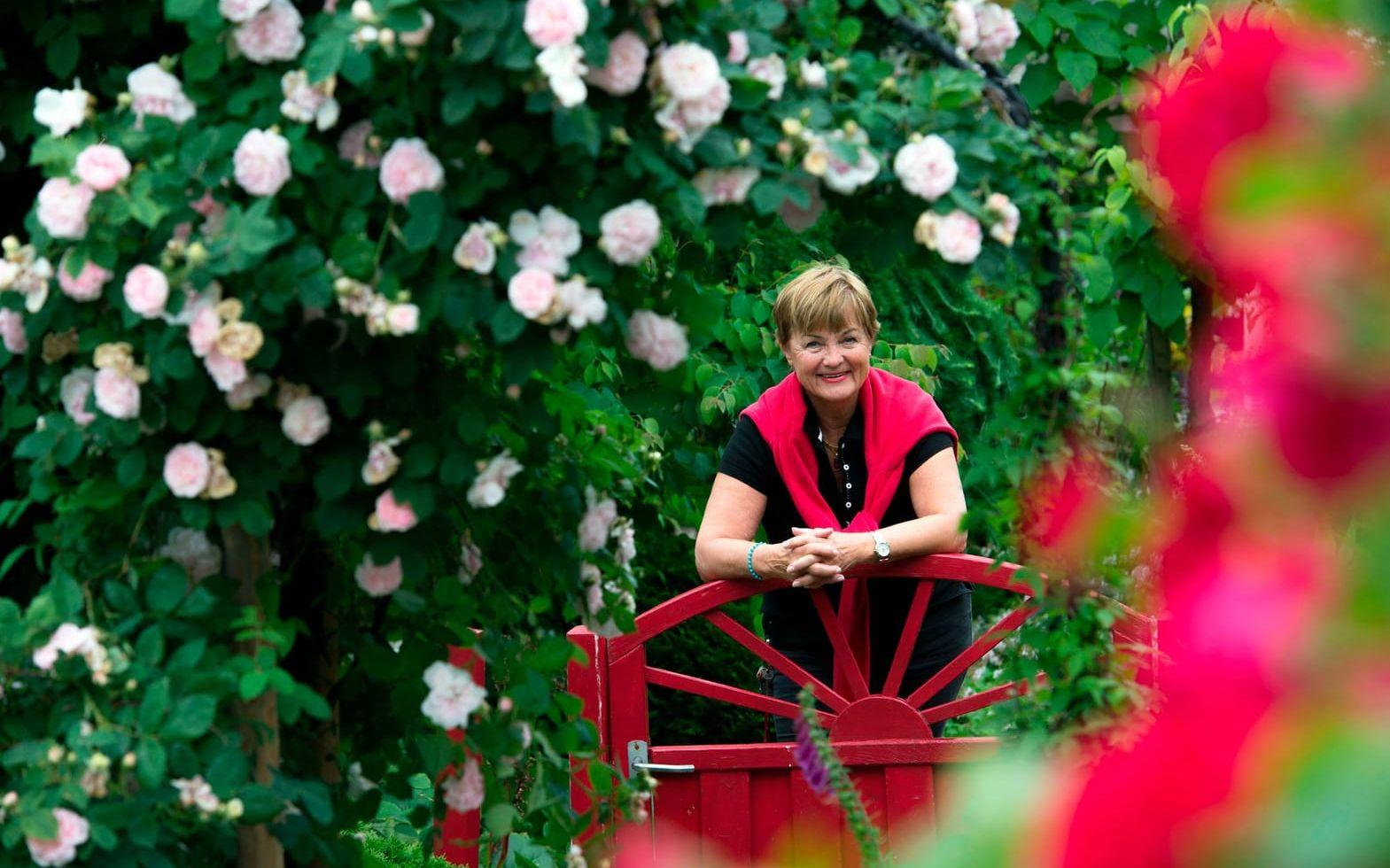 Välkomna. Marita Neiderts trädgård bjuder på grönska och väldoft, inte minst rosen Maidens Blush som dignar av blommor sommartid.