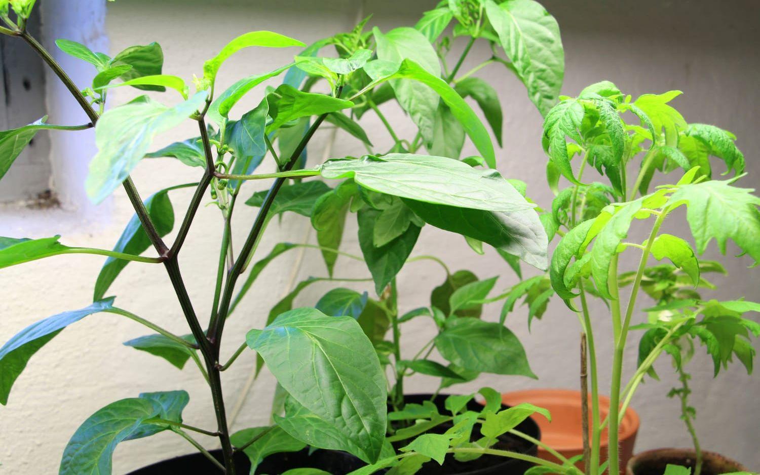 Växtbelysning är nödvändigt när man odlar chili inomhus. Januari, februari och mars har alldeles för få naturliga soltimmar för chiliplantan.