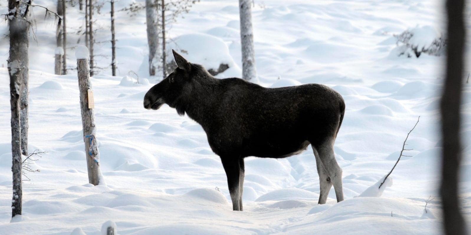 Många älgar har dött under den långa vintern i Norrbotten. Arkivbild.