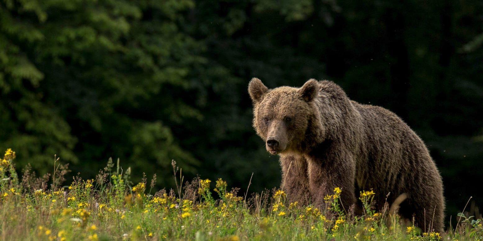 Flera björnar har skjutits i samband med att de uppträtt aggressivt den senaste tiden. Arkivbild.