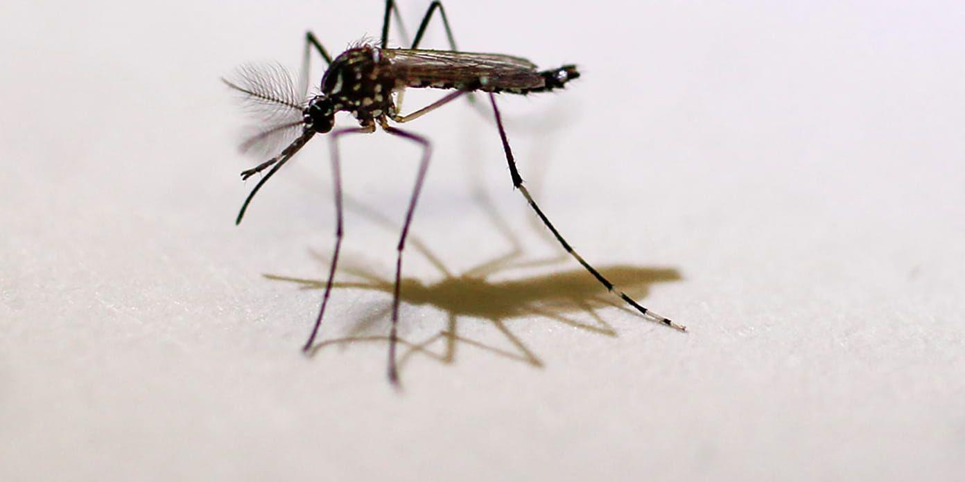 Miljoner myggor ska släppas i Miami i ett försök att minska beståndet av den smittspridande myggarten aedes aegypti. Arkivbild.