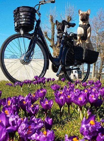 Vinnartrio. Peter Falk tog bild på hundarna Ossy och Ove under en cykeltur och skickade in till tävlingen #hpvår – och bilden gav honom förstapris. Bild: Peter Falk