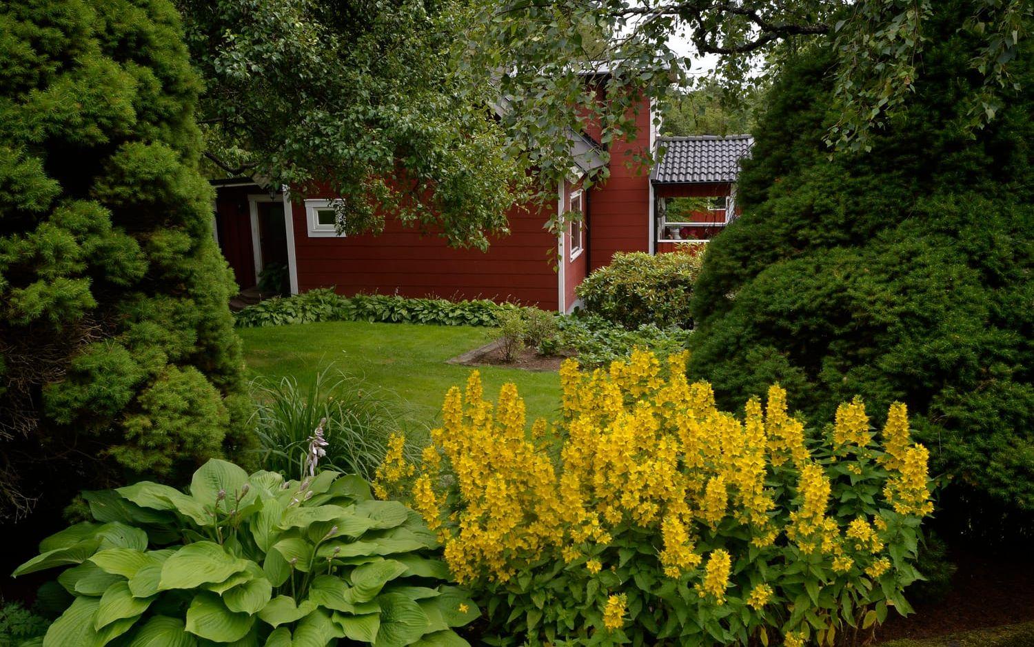 Blandning. Blommor, buskar och träd samsas i paret Anderssons trädgård. Foto: Annika Karlbom