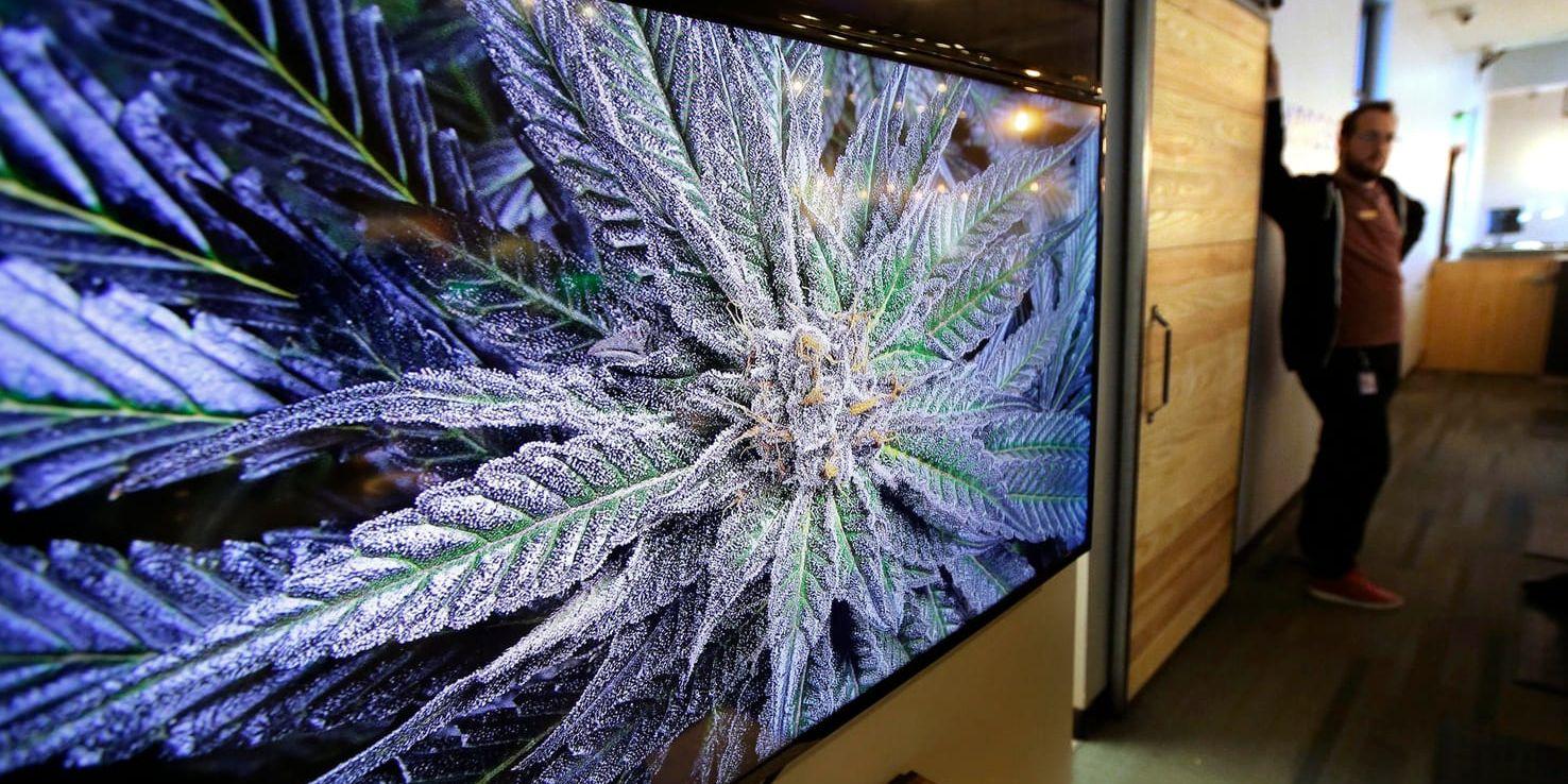 En cannabisplanta visas på en skärm i Northampton i Massachusetts.