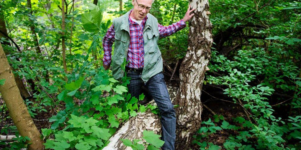 Över stock, under gren. För Bengt Hyléen, som rör sig mycket i skogen, är omkullfallna träd och lågt hängande grenar inga hinder. Han är van att klättra över och krypa under. Sett ur motionsvinkel är det utmärkt funktionell träning.