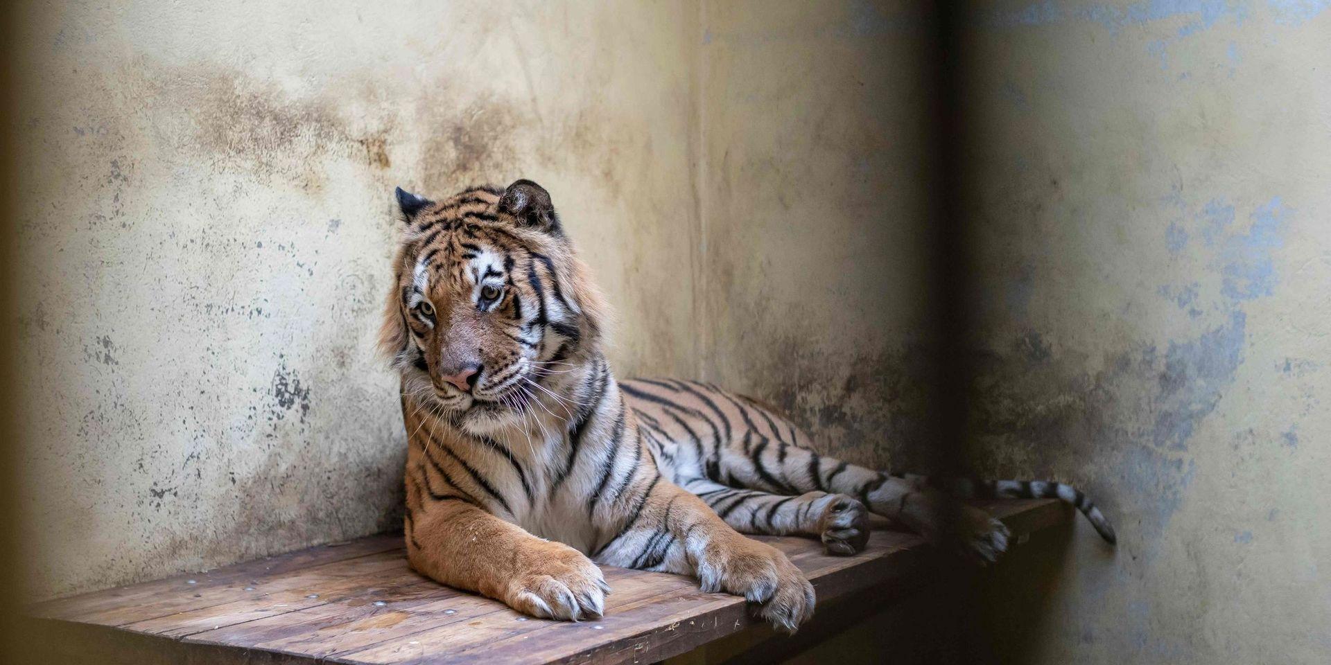 En av de tigrar som hittades i en lastbil vid gränsen mellan Polen och Vitryssland. Tigrarna befinner sig nu i en djurpark där de håller på att återhämta sig.