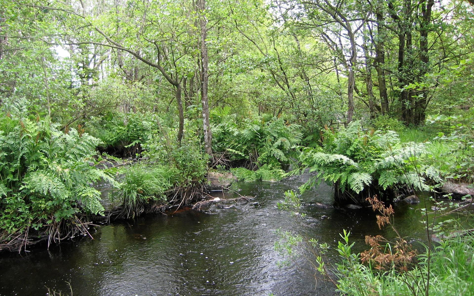 Kvillområden med safsa. Kvillområden kallas det när vattendraget delar upp sig i flera grenar med små öar emellan. Intill växer svämskog.