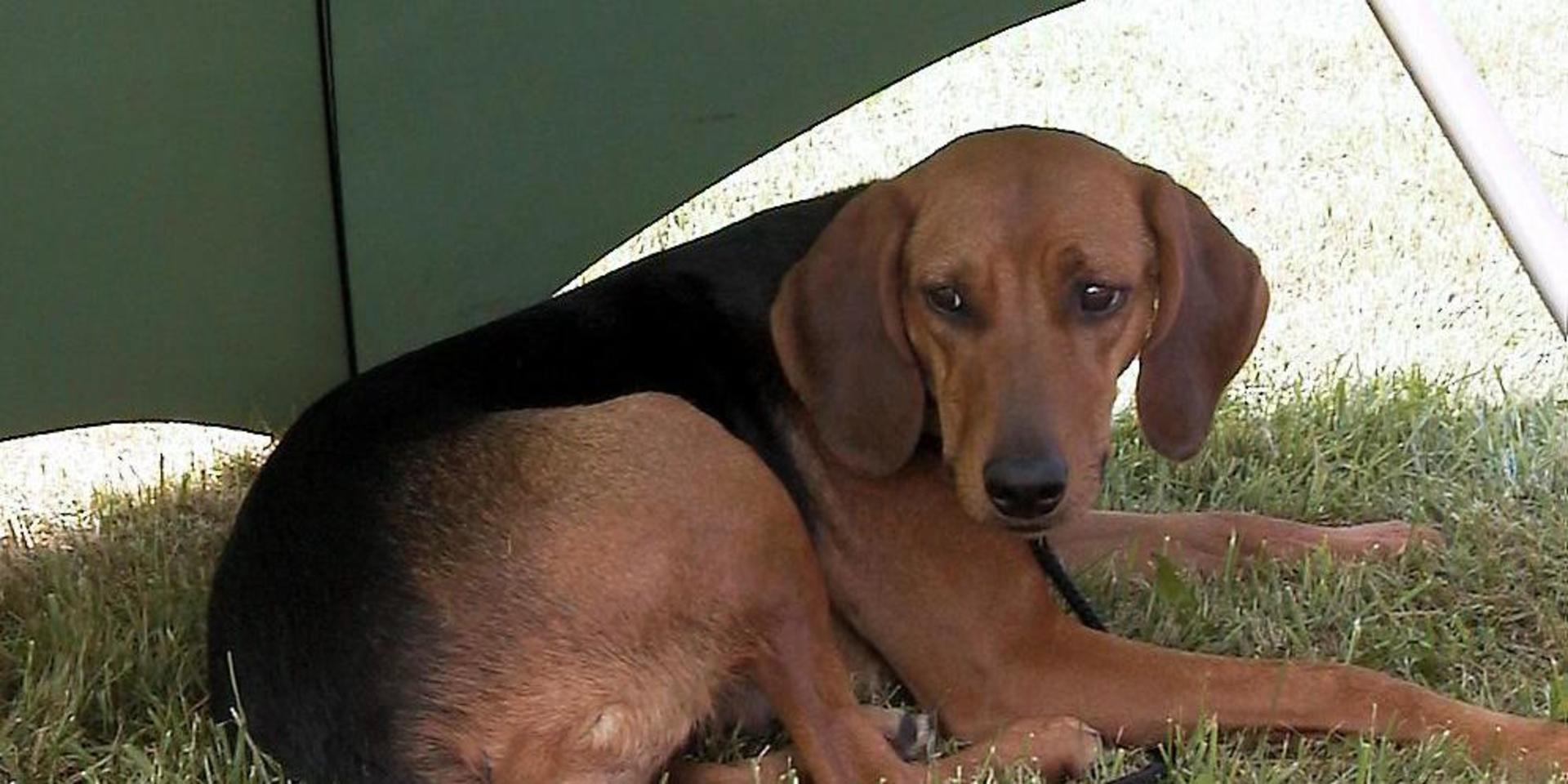 Hund söker skugga vid en stövarträff i Hylte för några år sedan.