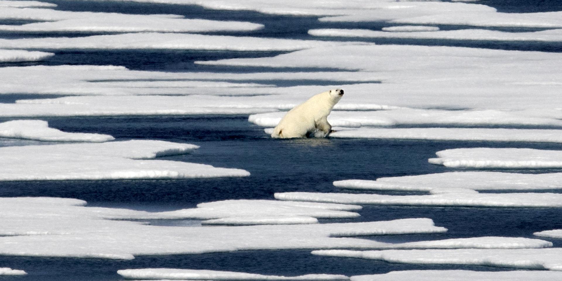 Smältande isar tros vara anledningen till att flera isbjörnar samlats utanför Ryrkajpij. Björnen på bilden kravlar sig upp på ett isblock längre västerut, i den kanadensiska delen av Arktis. Arkivbild.