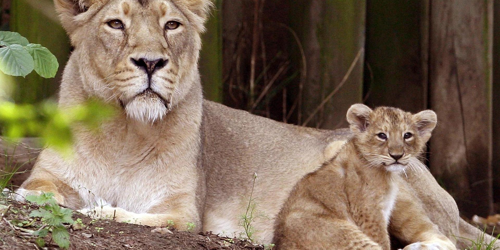 En asiatisk lejonhona med sin unge. Bilden är från ett annat zoo. Arkivbild.