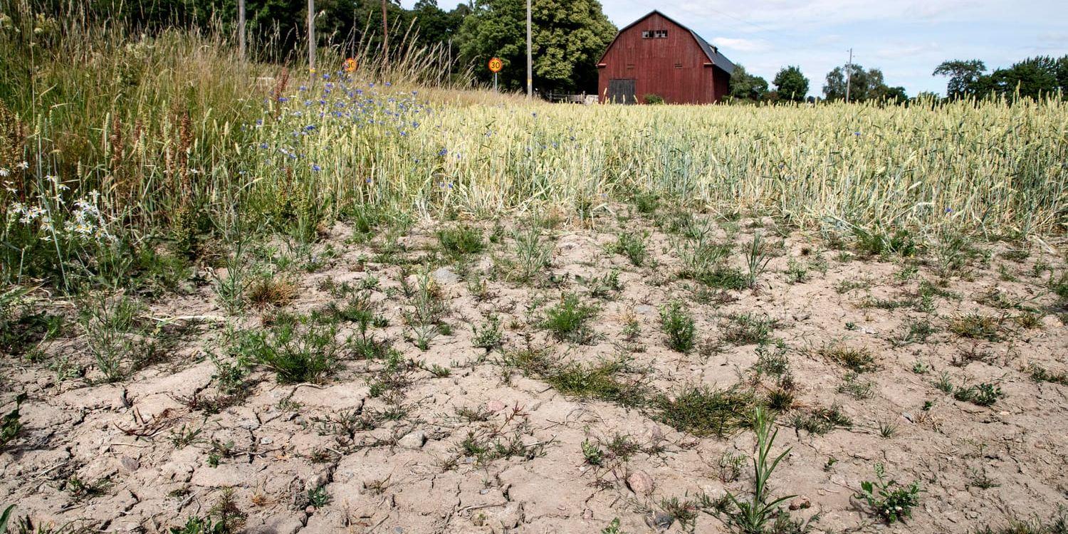 Förra årets torka har slagit hårt mot det svenska jordbruket. Två tredjedelar av de svenska bönderna beskriver lönsamheten som ganska eller mycket dålig. Arkivbild.