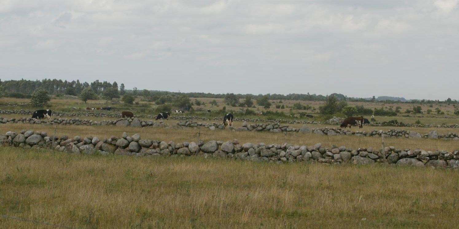 Alvarsmarker på Öland tillhör de områden som finns med bland de svenska Natura 2000-områdena. Arkivbild.