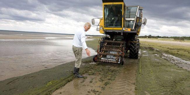 Upprensning. Lars Ohlsson och teknikern Glenn Holmberg (i förarhytten) provar olika inställningar på den hemsnickrade alguppsamlaren som går under namnet ”monstret”. Utmaningen ligger i att endast plocka upp alger och att undvika sand.
