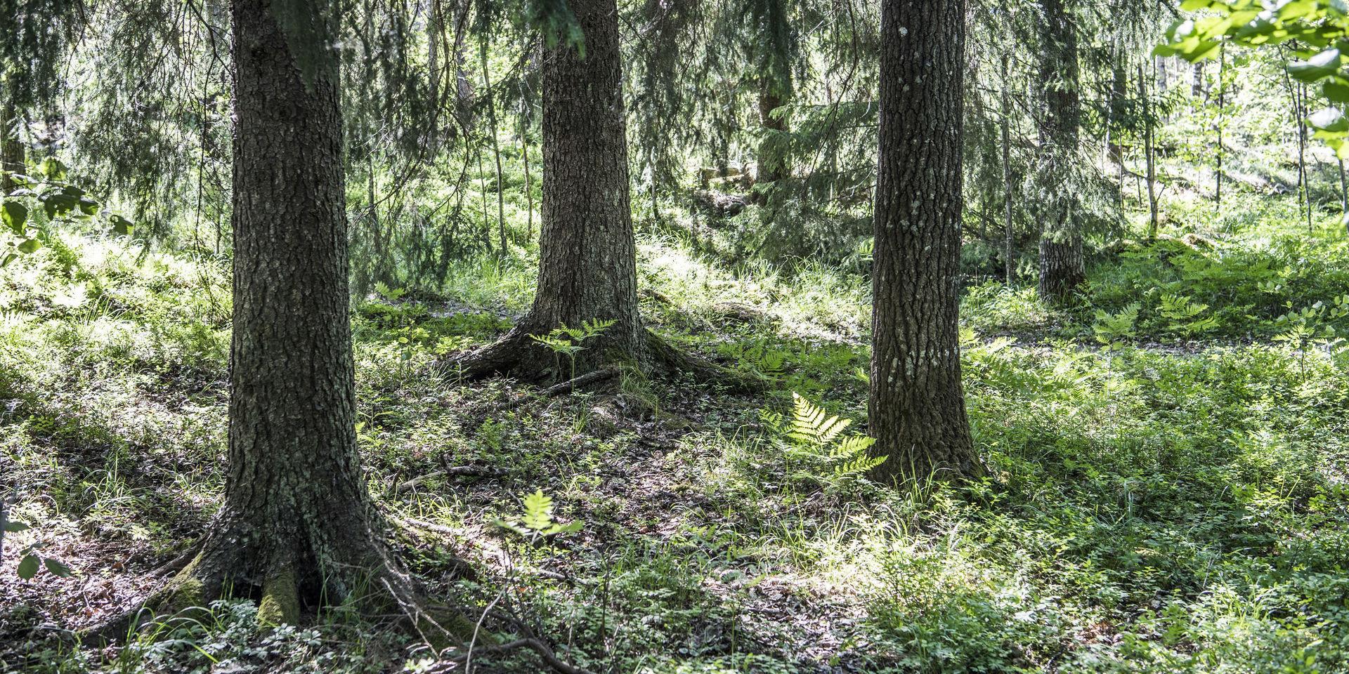 Klimatsmart. Skogen kan göra stor nytta i klimatomställningen, men det hänger på hur dess resurser används.